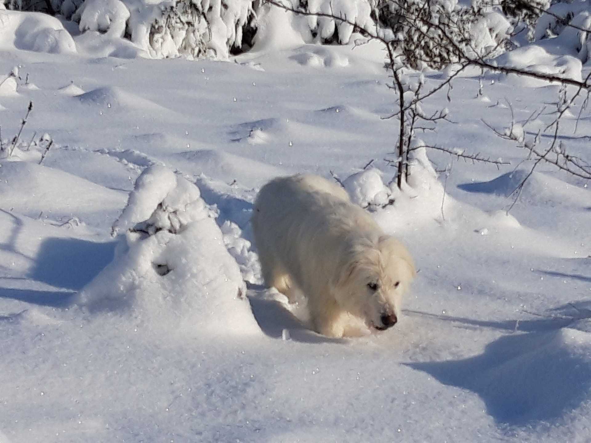 Snowy Babu, our first dog